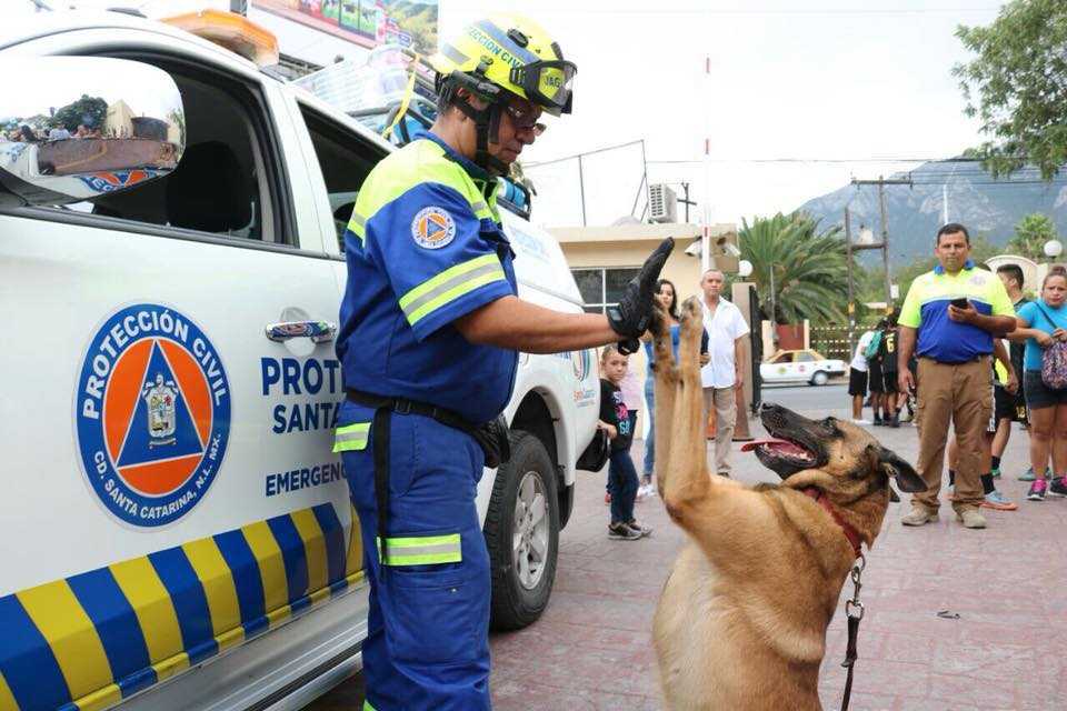 Maya, la rescatista de 4 patas que halló vida entre escombros 1 Maya 1