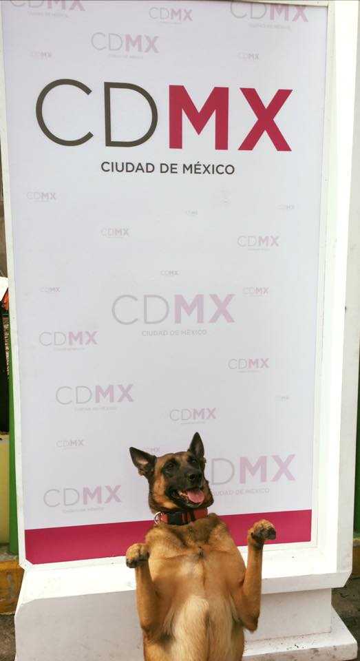 Maya, la rescatista de 4 patas que halló vida entre escombros 7 Maya 2
