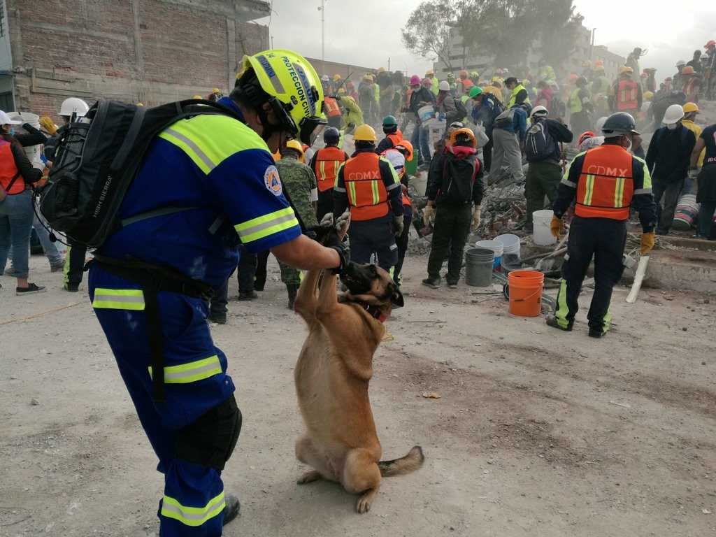 Maya, la rescatista de 4 patas que halló vida entre escombros 4 maya 10 1