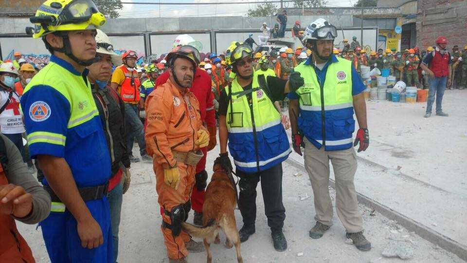 Maya, la rescatista de 4 patas que halló vida entre escombros 3 maya 3