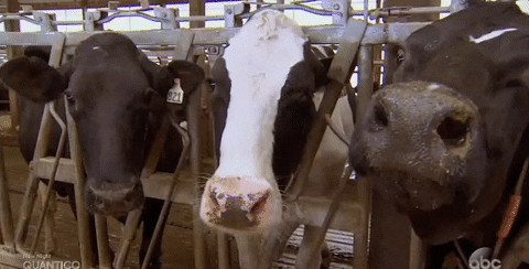 Comer carne en exceso es una fuente de contaminación 2 giphy 2 1