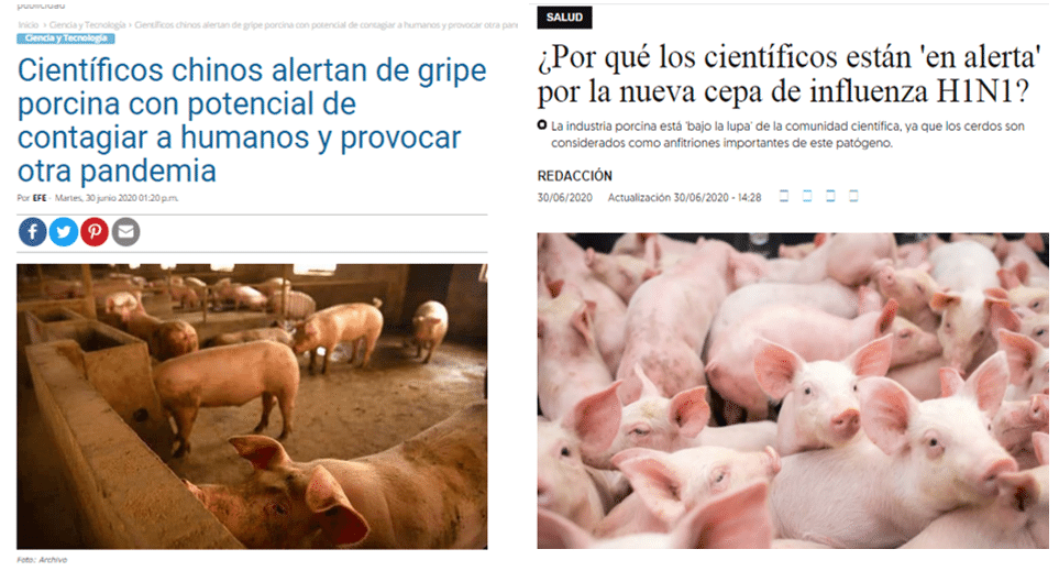 Paren las alarmas: la “nueva gripa porcina” no es una amenaza actual 1 cepa porcina ciencia verificada