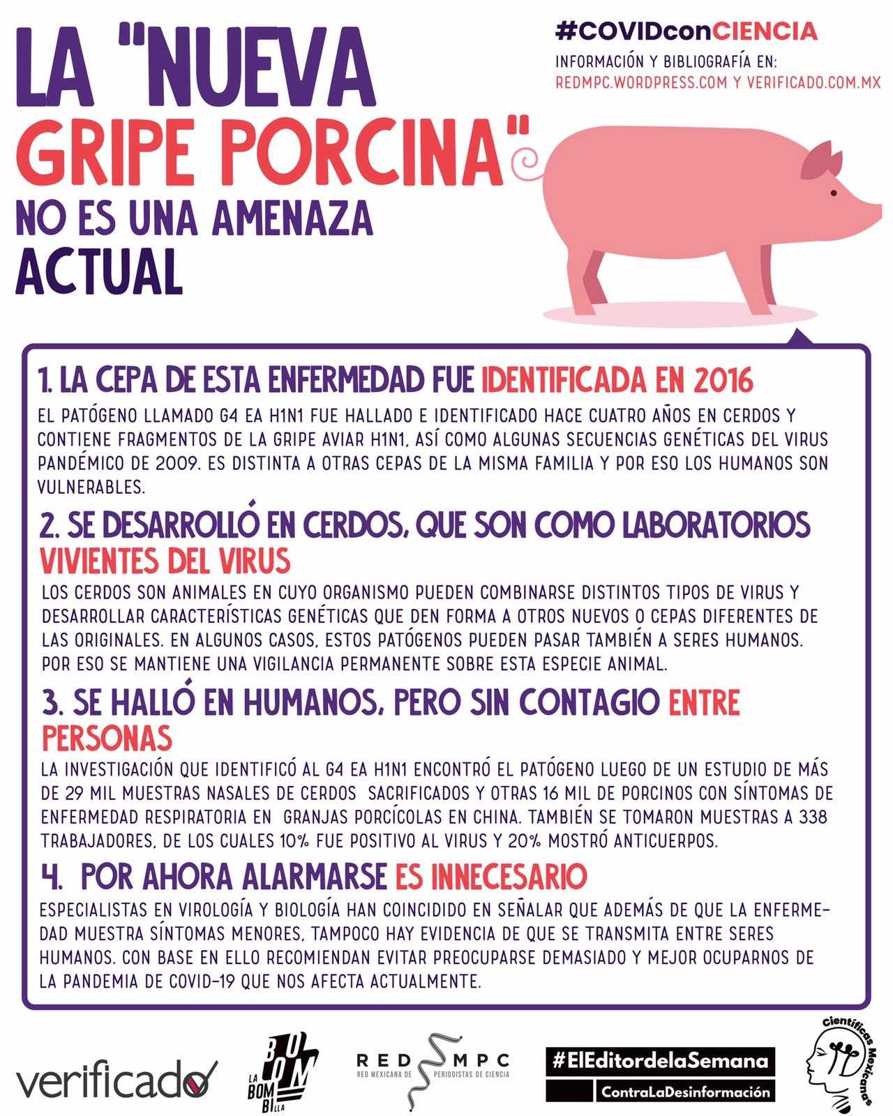 Paren las alarmas: la “nueva gripa porcina” no es una amenaza actual 3 infografía