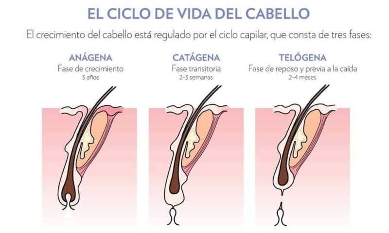 calvicie ciclo del pelo