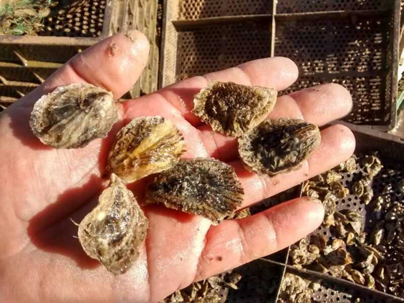 Cultivo de ostion en estero Morua. Foto de la Cooperativa Unica de Mujeres del Mar