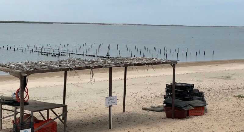 Cultivo ostricola San Buto B.C.S.Foto Gilberto Santiesteban