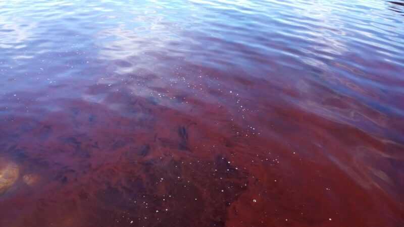 Florecimiento algal en Bahia de Bacochibampo Sonora ano 2014. Foto de Granja de Perlas del Mar de Cortes 1