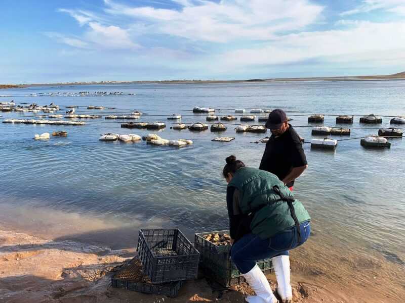 Integrantes de la Cooperativa Unica de Mujeres Ostioneras reanudan la actividad tras el fin de una veda por riesgo de mareas rojas en el Estero Morua Puerto Penasco Sonora. Foto de CUMO.