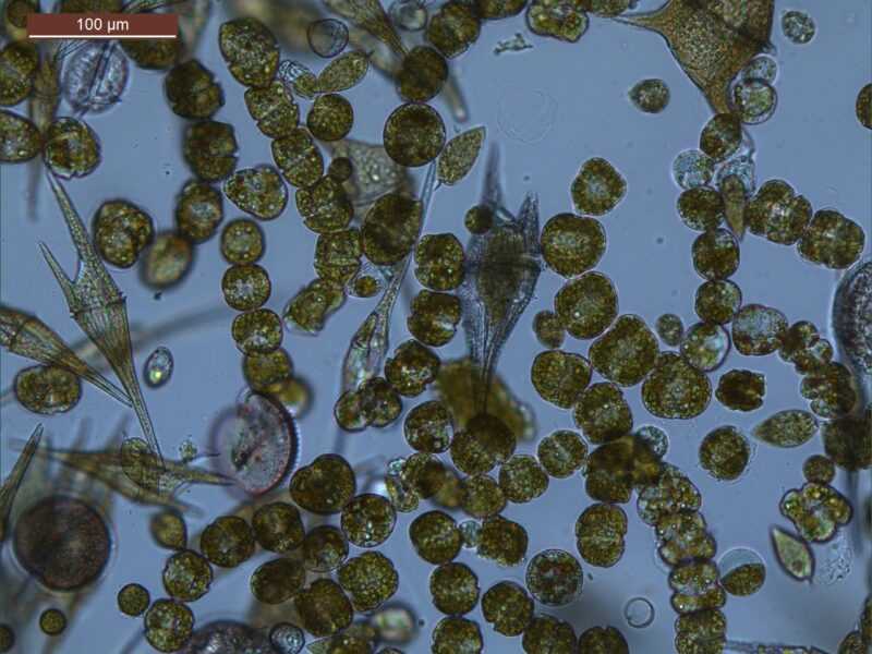 Marea roja de G. catenatum en estero de Urias y bahia de Mazatlan del 11 al 21 de marzo de 2013. Credito Rosalba Alonso