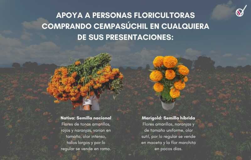 Desinformación sobre Cempasúchil perjudica a floricultores mexicanos 3 Cempasúchil
