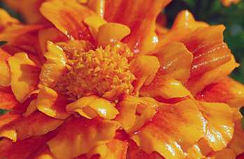 Desinformación sobre Cempasúchil perjudica a floricultores mexicanos 1 Cempasúchil