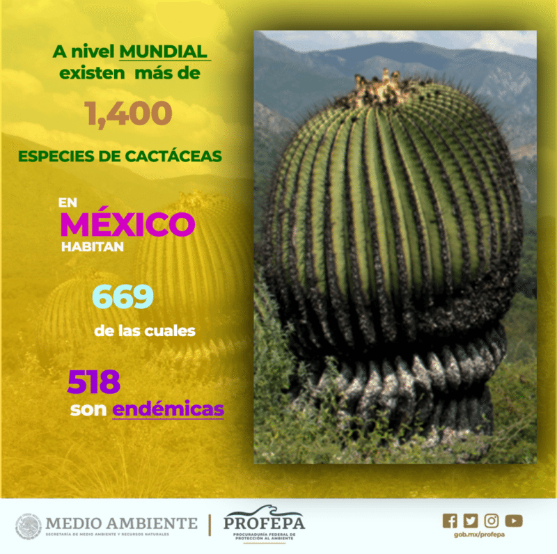 El acitrón en las roscas de Reyes: el producto prohibido 5 biznaga