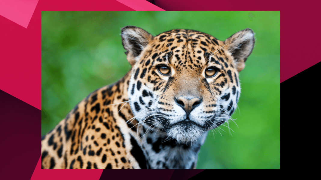 jaguares jaguar desinformacion tren maya mexico