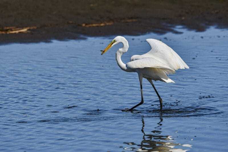 great egret ga1760dc3c 1280