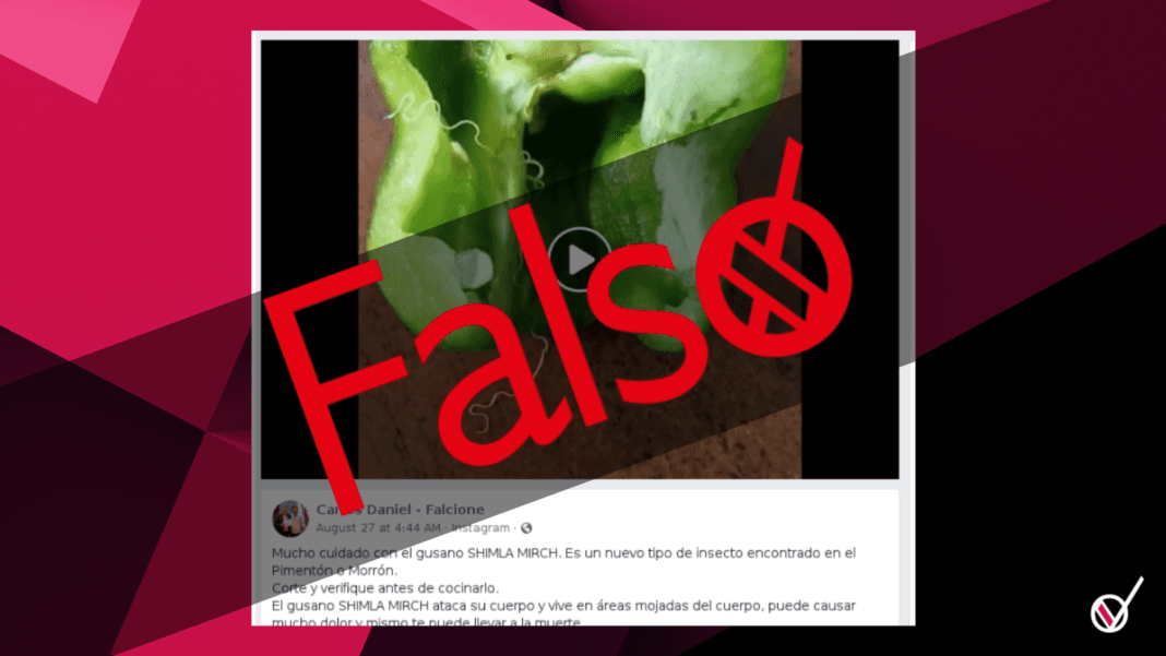 gusano pimiento Simla Mirch