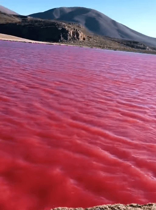 video viral e1700262359138