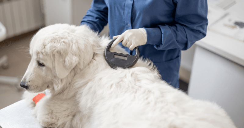 los nuevos requisitos para que los perros puedan cruzar a Estados Unidos