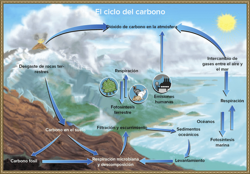 Ciclo del carbono