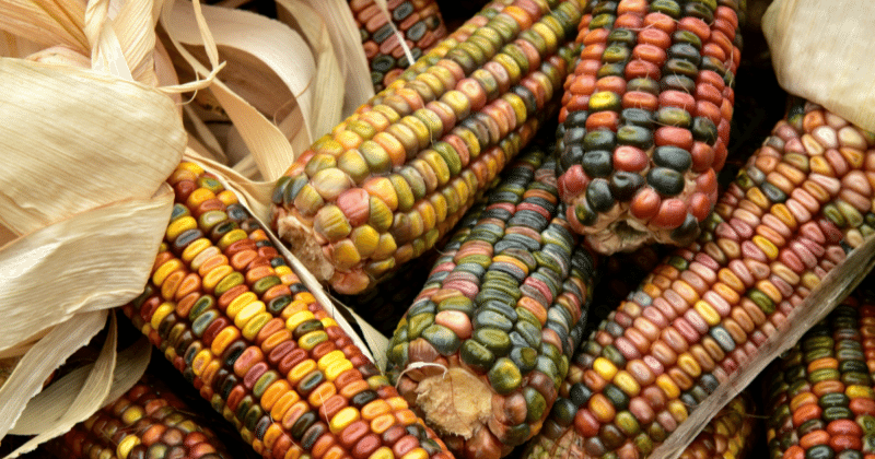maíz nativo