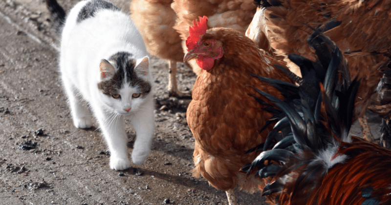 gatos gripe aviar granjas