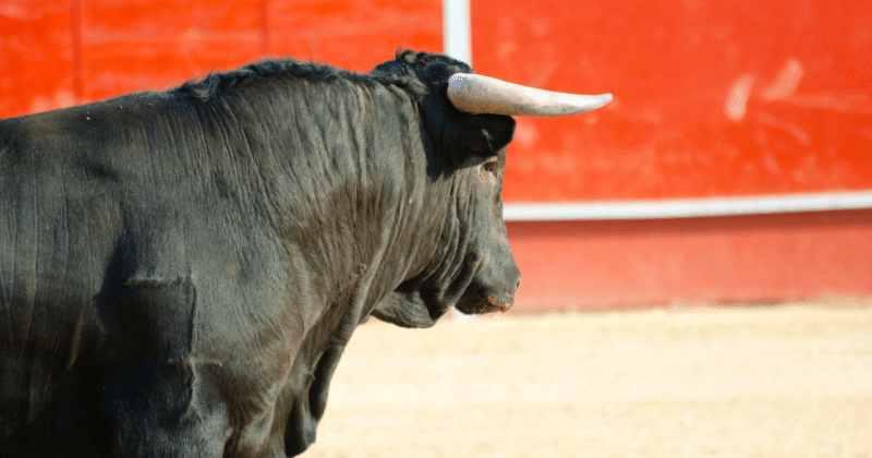 ¿En qué consisten las corridas de toros sin violencia que se aprobaron en CDMX? 3 Toro de lidia