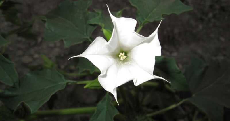 Flor Datura