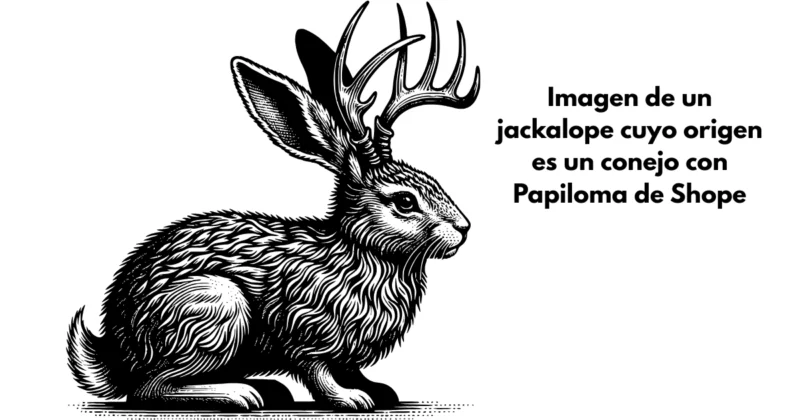Imágenes de conejos con papiloma causan desinformación conspiracionista 3 7