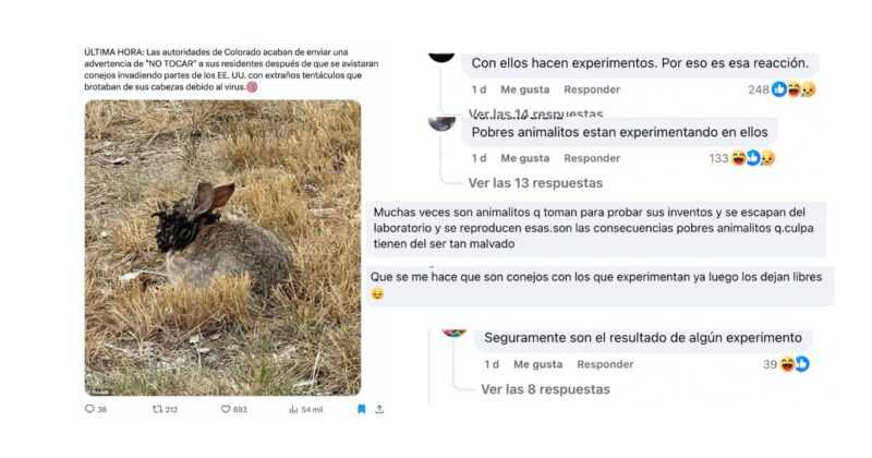 Imágenes de conejos con papiloma causan desinformación conspiracionista 1 BULOS 28
