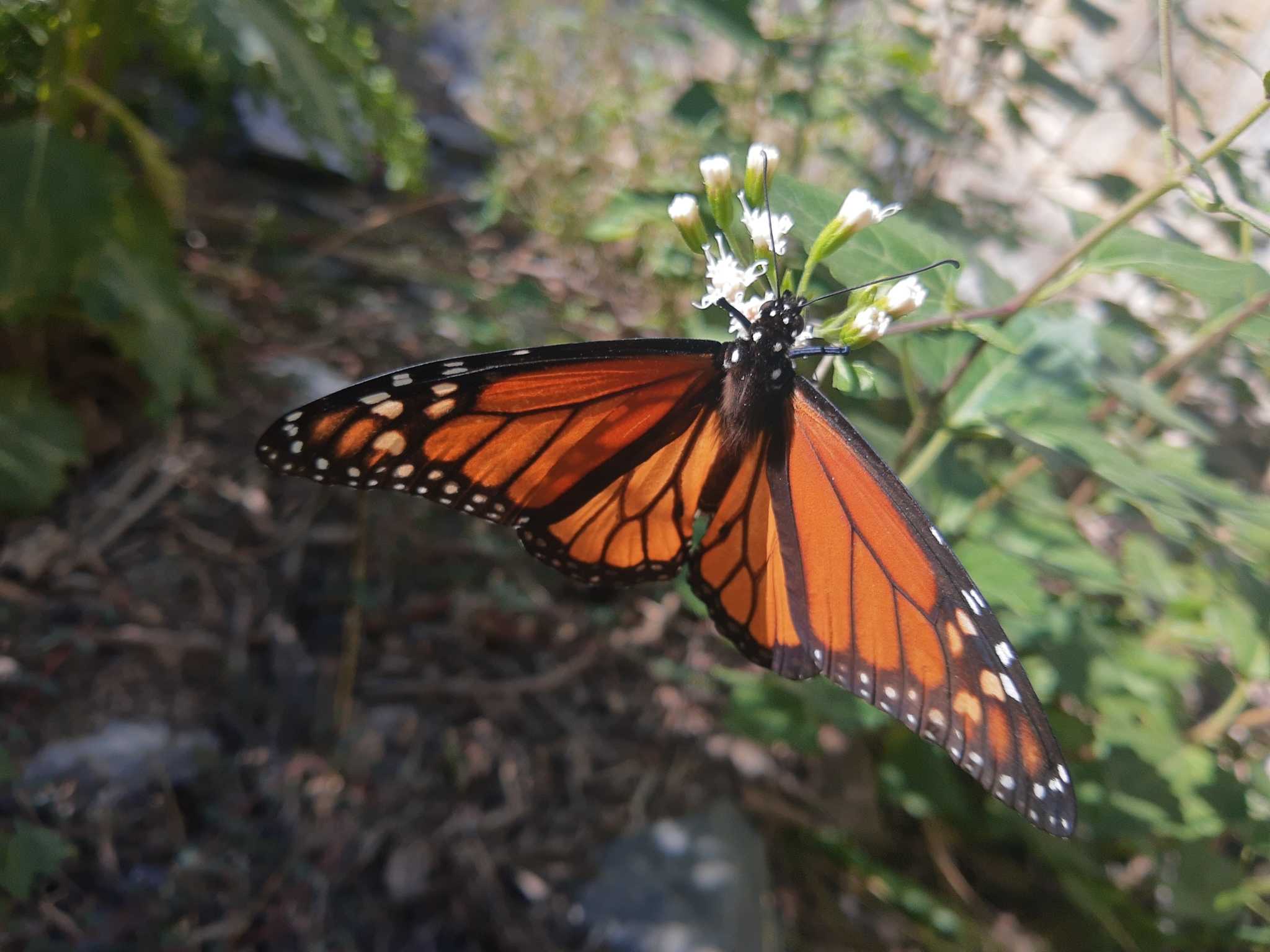 Gobierno de NL amenaza (otra vez) al Río Santa Catarina 5 Mariposa monarca David Borre