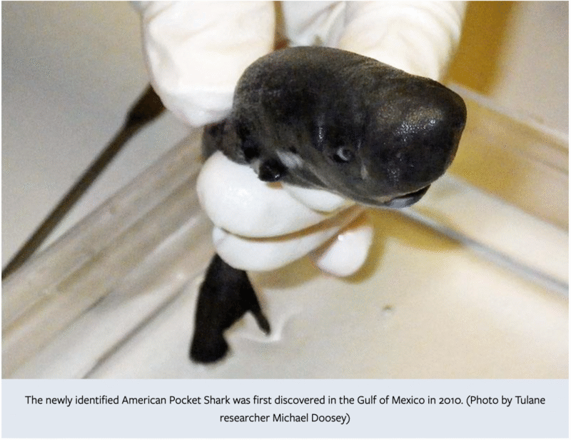Imagen real del tiburón de bolsillo americano descubierto en el Golfo de México
