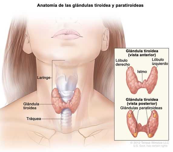 Ubicación de la glándula tiroidea Fuente: Instituto Nacional del Cáncer de Estados Unidos