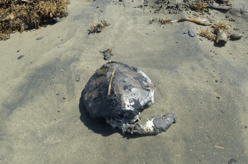 Derrame en el Golfo de MX: Un desastre ambiental envuelto en opacidad y desinformación cruzada 3 Imagen | Red Corredor Arrecifal