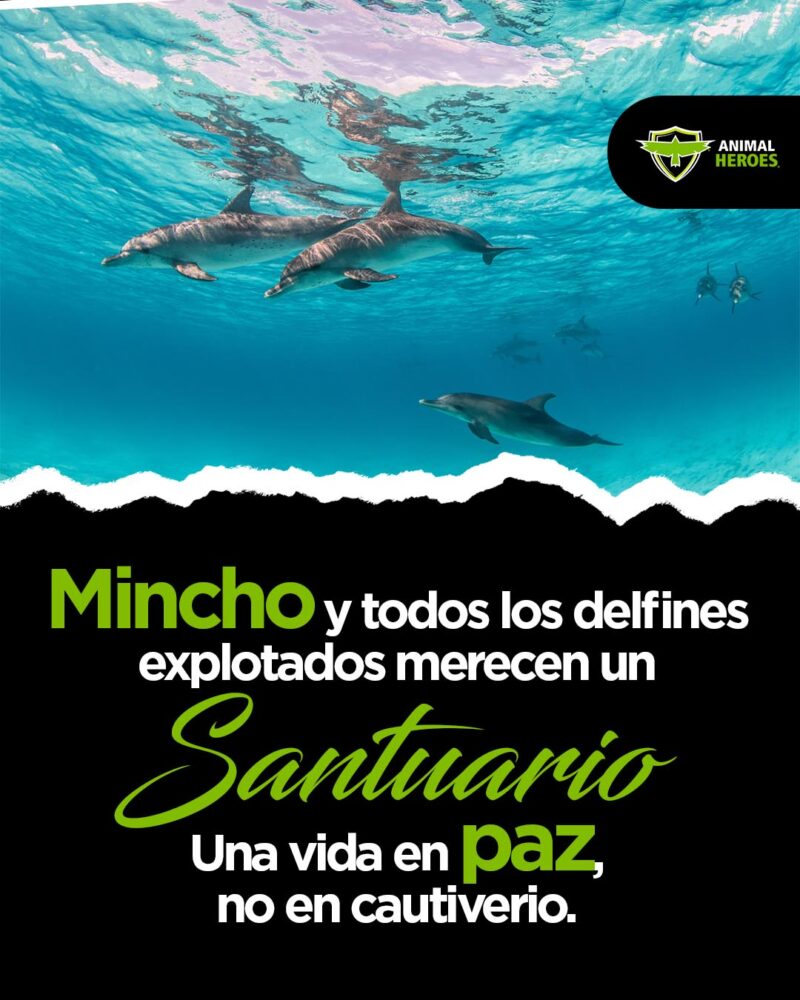 delfines