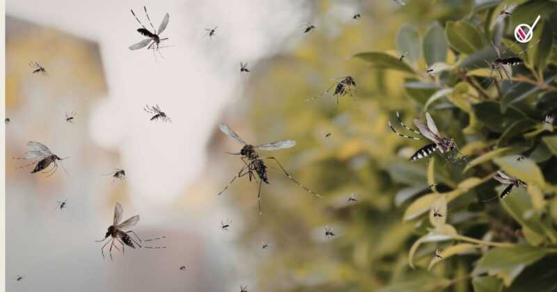 Mosquitos y mitos: por qué algunas personas reciben más picaduras que otras 1 Copia LILA PORTADAS NUEVAS 2