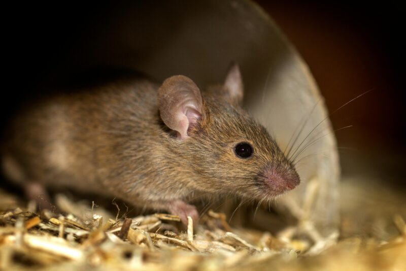 ¿México reportó estados con hantavirus en roedores silvestres y personas con anticuerpos? Sí, pero son registros de hace 20 años 1 pexels umsiedlungen 7180053